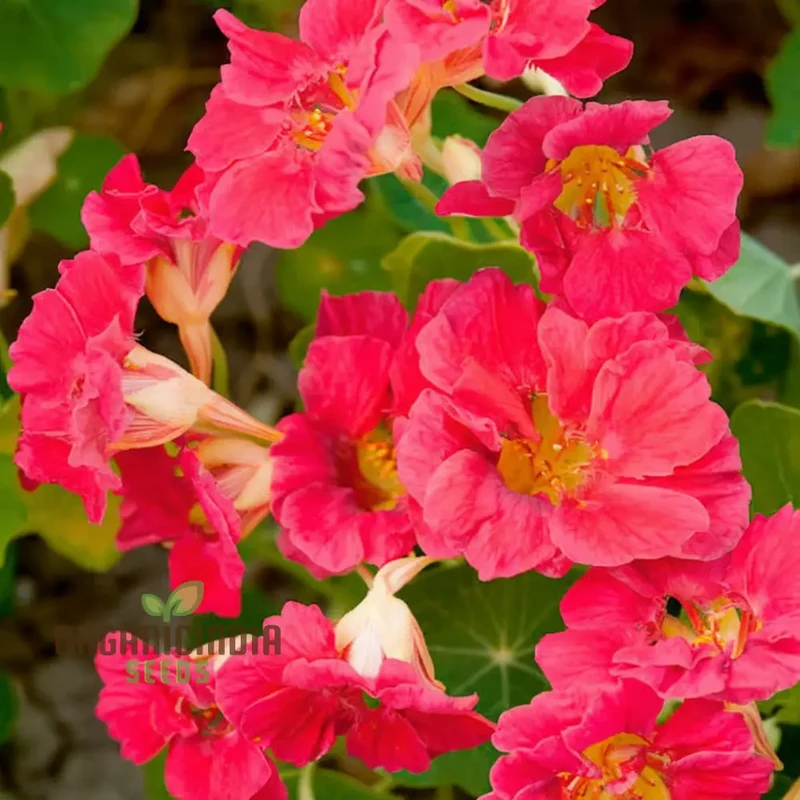 Nasturtium Cherry Rose Jewel Seeds â€“ Embark on a Colorful Gardening Journey with Exquisite Blossoms Straight from Seed to Bloom!