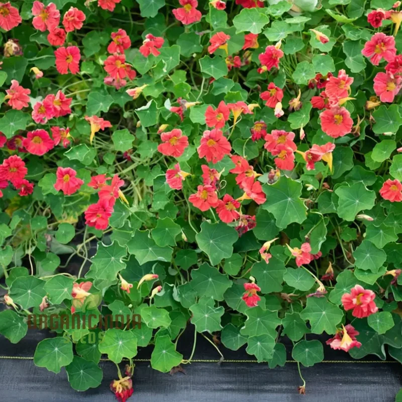 Nasturtium Cherry Rose Jewel Seeds â€“ Embark on a Colorful Gardening Journey with Exquisite Blossoms Straight from Seed to Bloom!