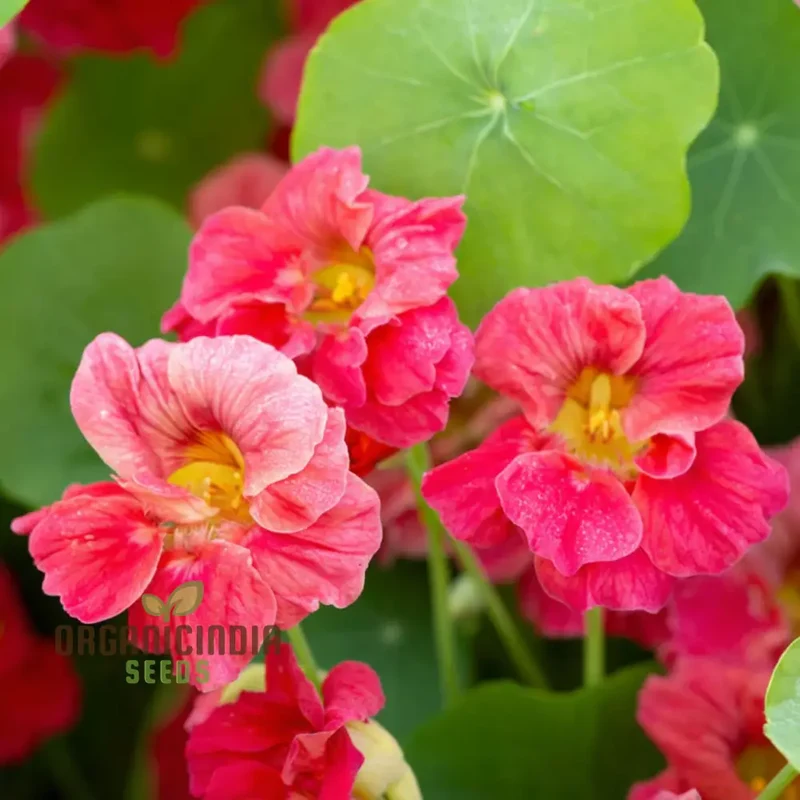Nasturtium Cherry Rose Jewel Seeds â€“ Embark on a Colorful Gardening Journey with Exquisite Blossoms Straight from Seed to Bloom!