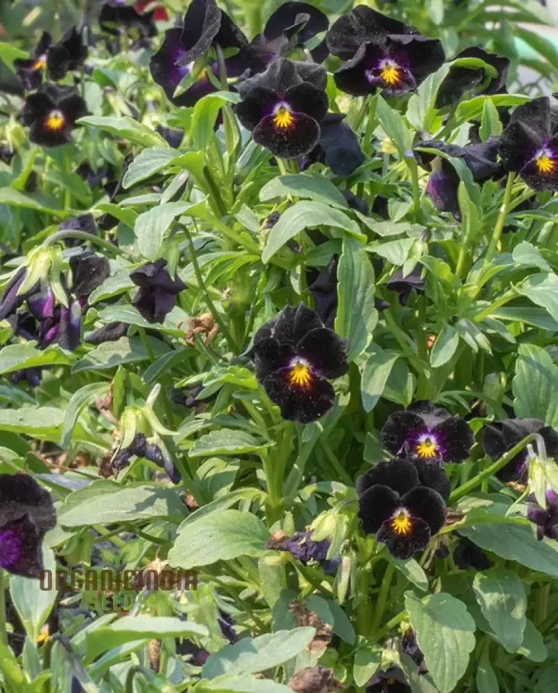 Viola Back To Black Seeds For Planting: Gardening Delights for the Discerning Gardener Seeking Elegance and Depth