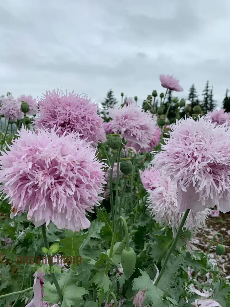 Papaver (Poppy Seeds) Somniferum Lilac Pom Pom - Grow Lovely Lilac Pom Pom Poppy Flowers in Your Garden