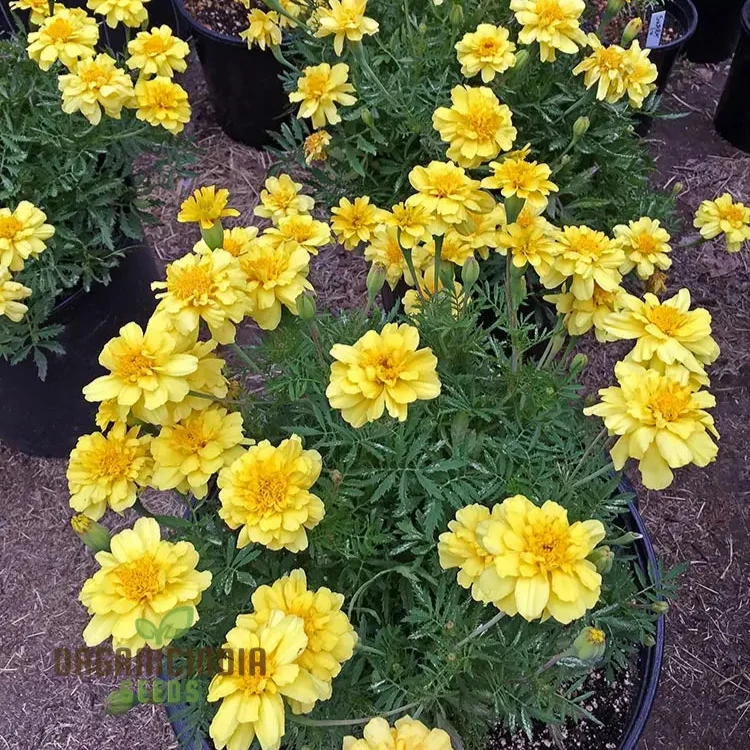 Marigold French Alumia Vanilla Cream Seeds Premium Quality Seeds for Beautiful Garden Blooms and Successful Gardening