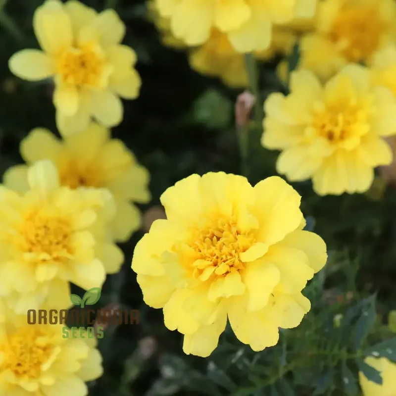 Marigold French Alumia Vanilla Cream Seeds Premium Quality Seeds for Beautiful Garden Blooms and Successful Gardening