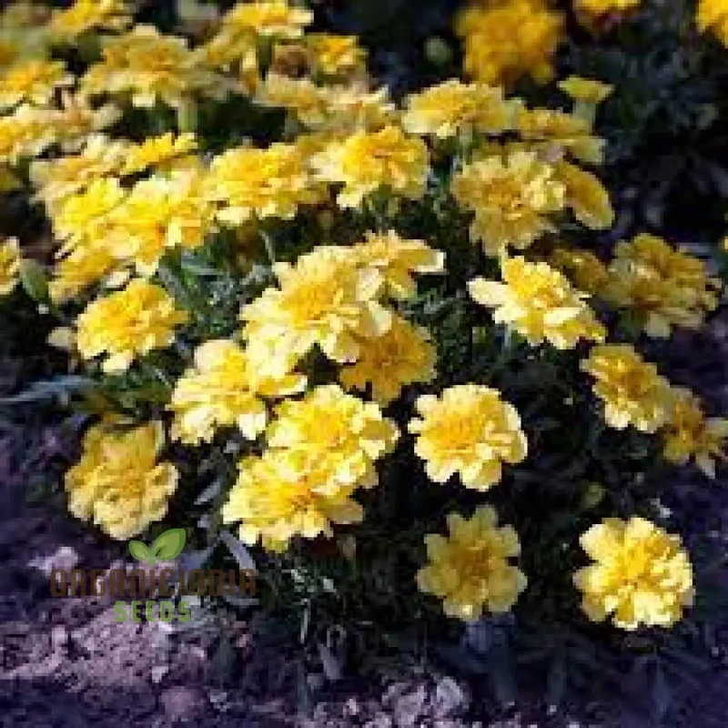 Marigold French Alumia Vanilla Cream Seeds Premium Quality Seeds for Beautiful Garden Blooms and Successful Gardening