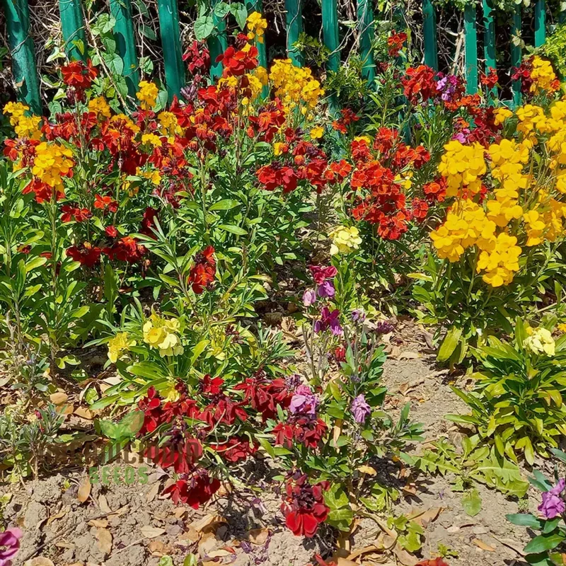 Lady Mixed Flower Seeds For Planting: Blooming Beauties - Your Premier Destination for Exquisite Gardening Supplies and Inspirational Greenery