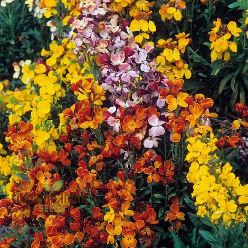 Lady Mixed Flower Seeds For Planting: Blooming Beauties - Your Premier Destination for Exquisite Gardening Supplies and Inspirational Greenery