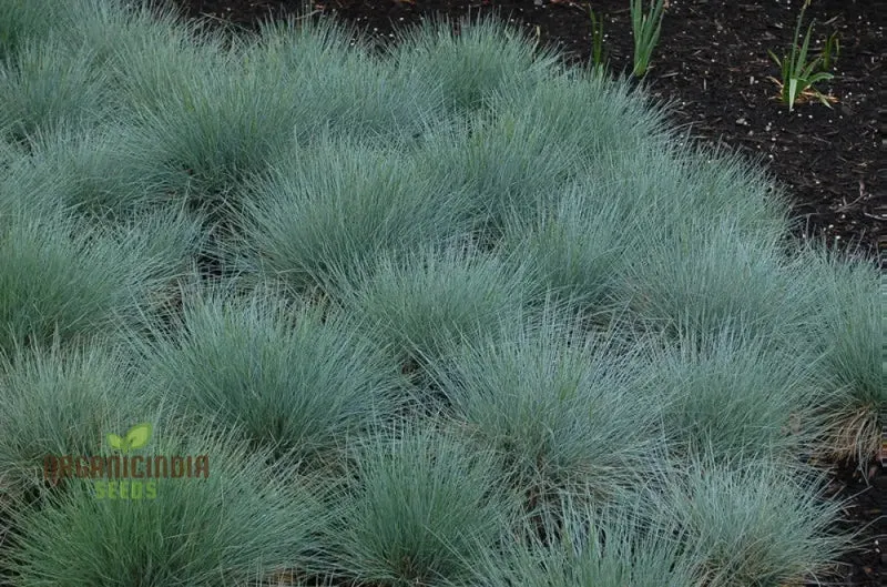Festuca Glauca Flowering Seeds for Stunning Blue Fescue in Your Garden