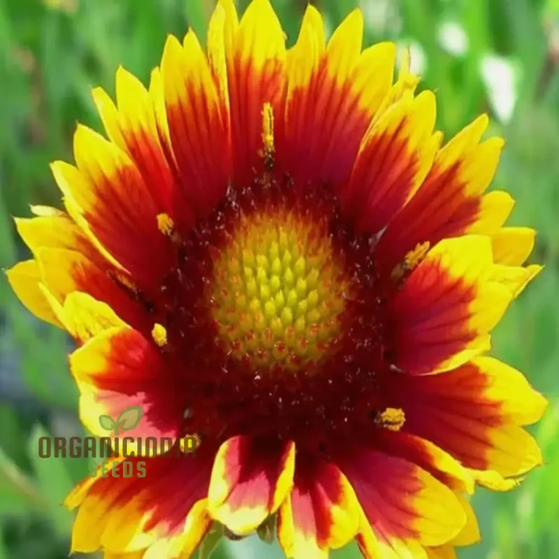 Gaillardia Arizona Sun Seeds For Planting Elevate Your Gardening Experience with Vibrant Blooms and Endless Sunshine!
