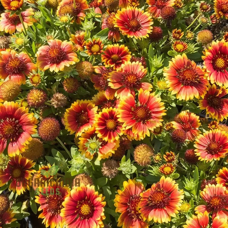 Gaillardia Arizona Sun Seeds For Planting Elevate Your Gardening Experience with Vibrant Blooms and Endless Sunshine!