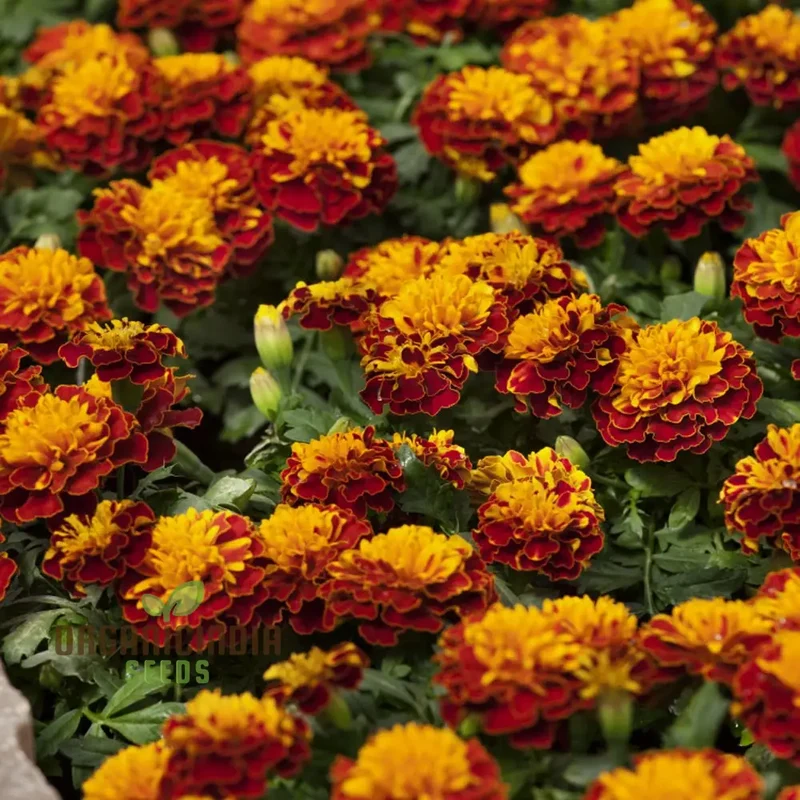 Marigold French Fireball Seeds Premium Quality for Vibrant Garden Blooms and Successful Gardening