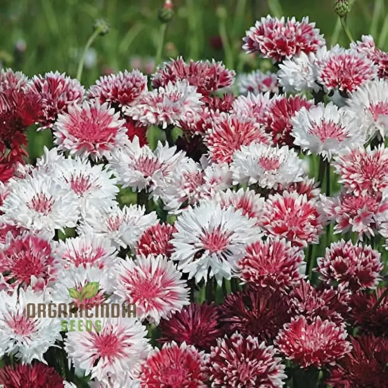 Cornflower Classic Romantic Seeds ,Elevate Your Gardening Experience with Timeless Beauty and Endless Elegance!