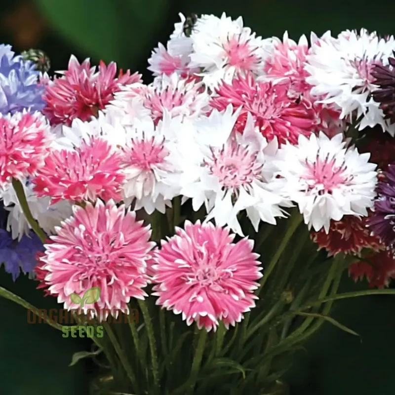 Cornflower Classic Romantic Seeds ,Elevate Your Gardening Experience with Timeless Beauty and Endless Elegance!