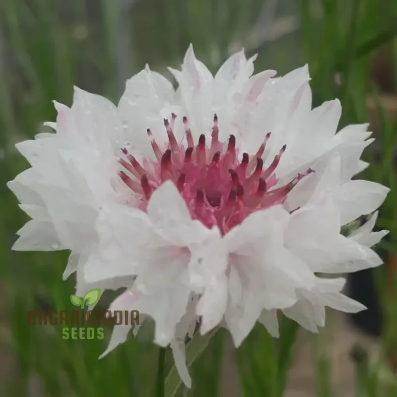Cornflower Classic Romantic Seeds ,Elevate Your Gardening Experience with Timeless Beauty and Endless Elegance!