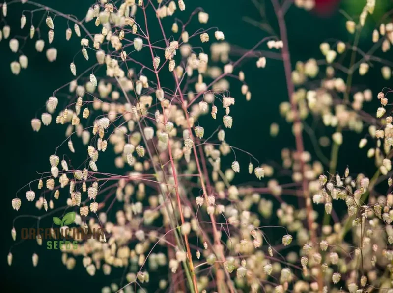 Briza Media Seeds For Planting: Cultivating Green Dreams with Expert Gardening Supplies & Tools for Your Flourishing Garden Sanctuary"