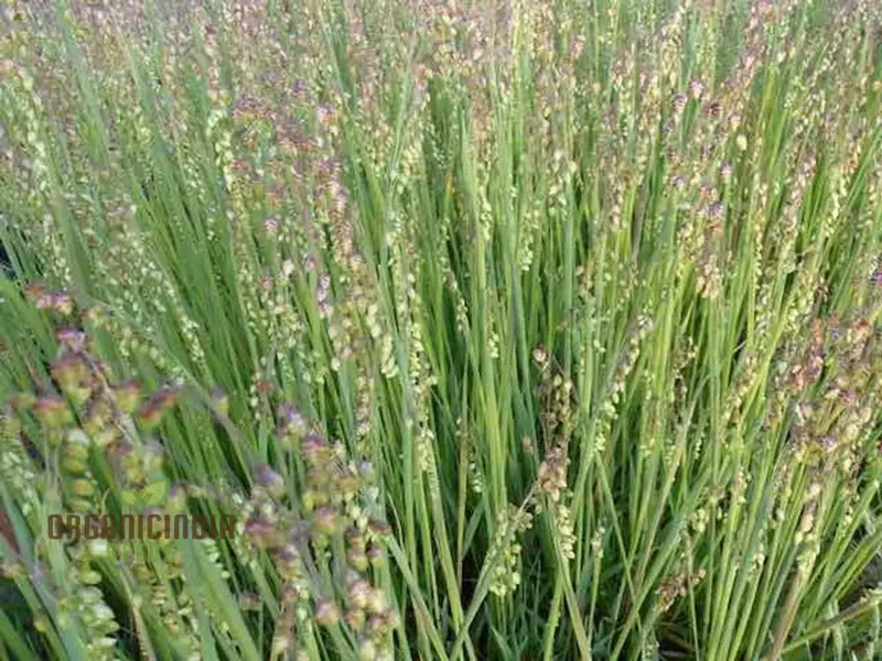 Briza Media Seeds For Planting: Cultivating Green Dreams with Expert Gardening Supplies & Tools for Your Flourishing Garden Sanctuary"