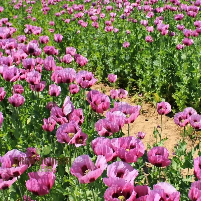 Hungarian Blue Poppy Seeds – Papaver Variety for Vibrant Garden Blooms