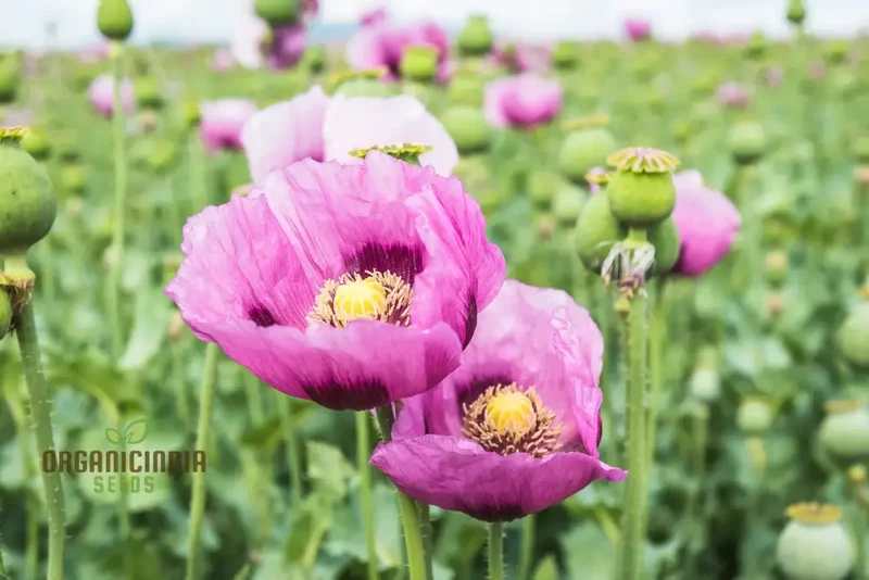 Hungarian Blue Poppy Seeds – Papaver Variety for Vibrant Garden Blooms