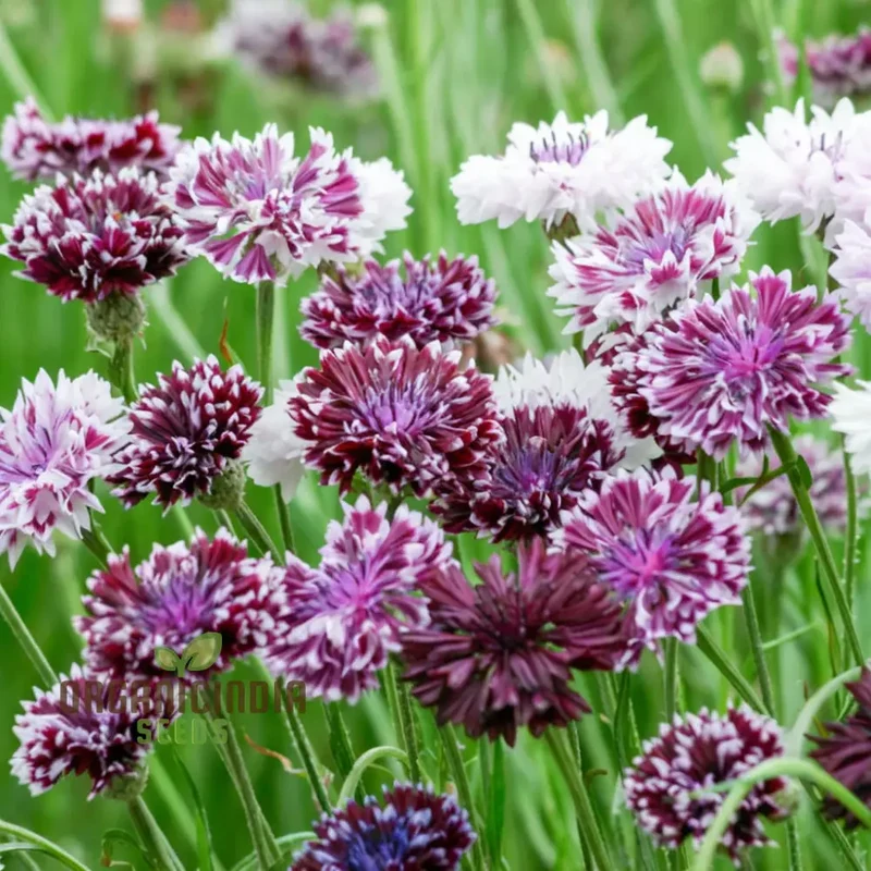 Cornflower Classic Magic Seeds for Planting Elevate Your Gardening Experience with Stunning Blooms and Timeless Beauty