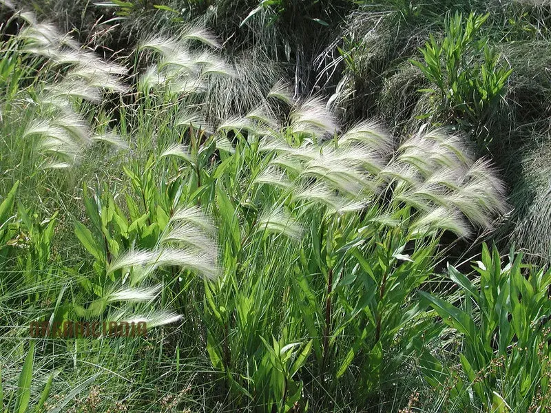 Hordeum jubatum Seeds For Planting: Elegant Ornamental Grass for Garden Enthusiasts Seeking Long-Lasting Beauty