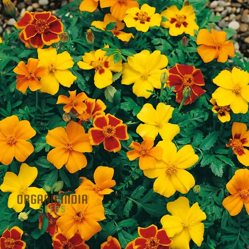 Marigold Disco Mixed Seeds, Bring Vibrant Colors to Your Garden with Premium Quality Gardening Seeds