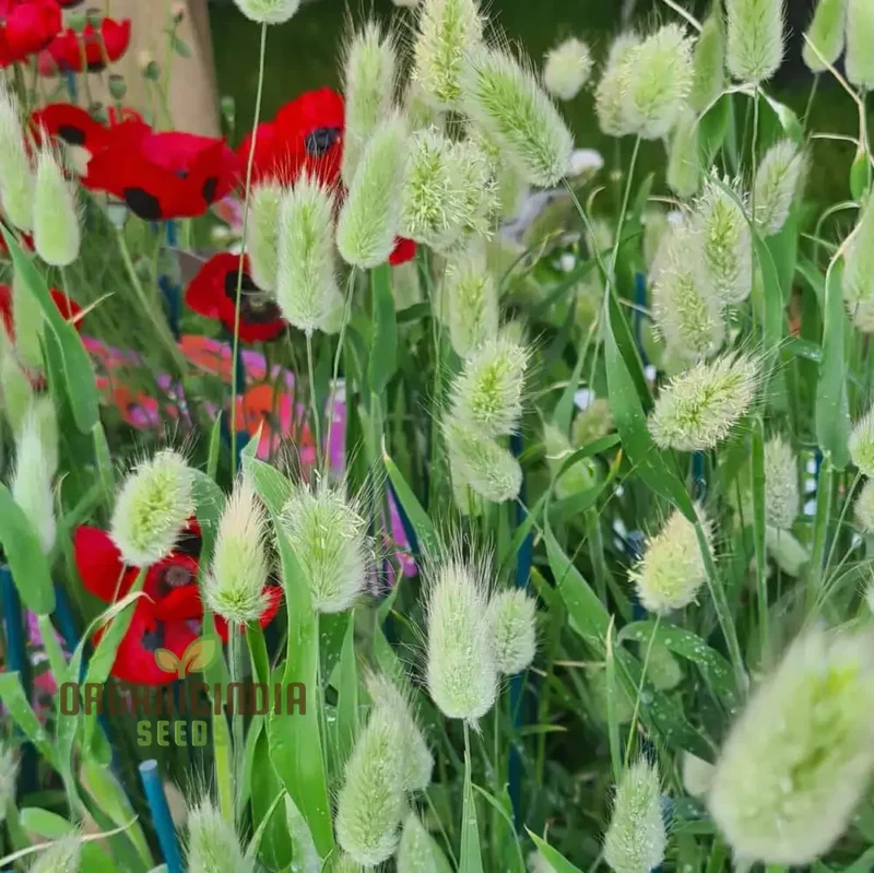 Lagurus Ovatus Seeds – Ornamental Grass Variety for Charming Garden Landscapes