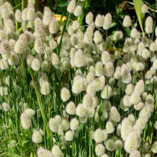Lagurus Ovatus Seeds – Ornamental Grass Variety for Charming Garden Landscapes