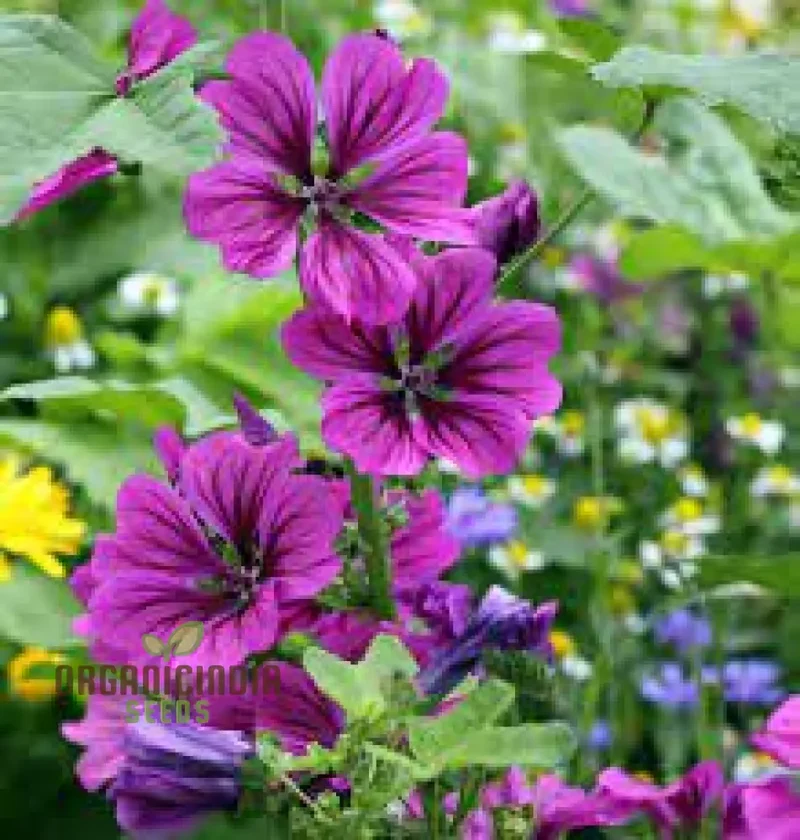 Malva Mystic Merlin Flower Seeds for Planting: Enhance Your Garden with Premium Quality Seeds for Successful Gardening