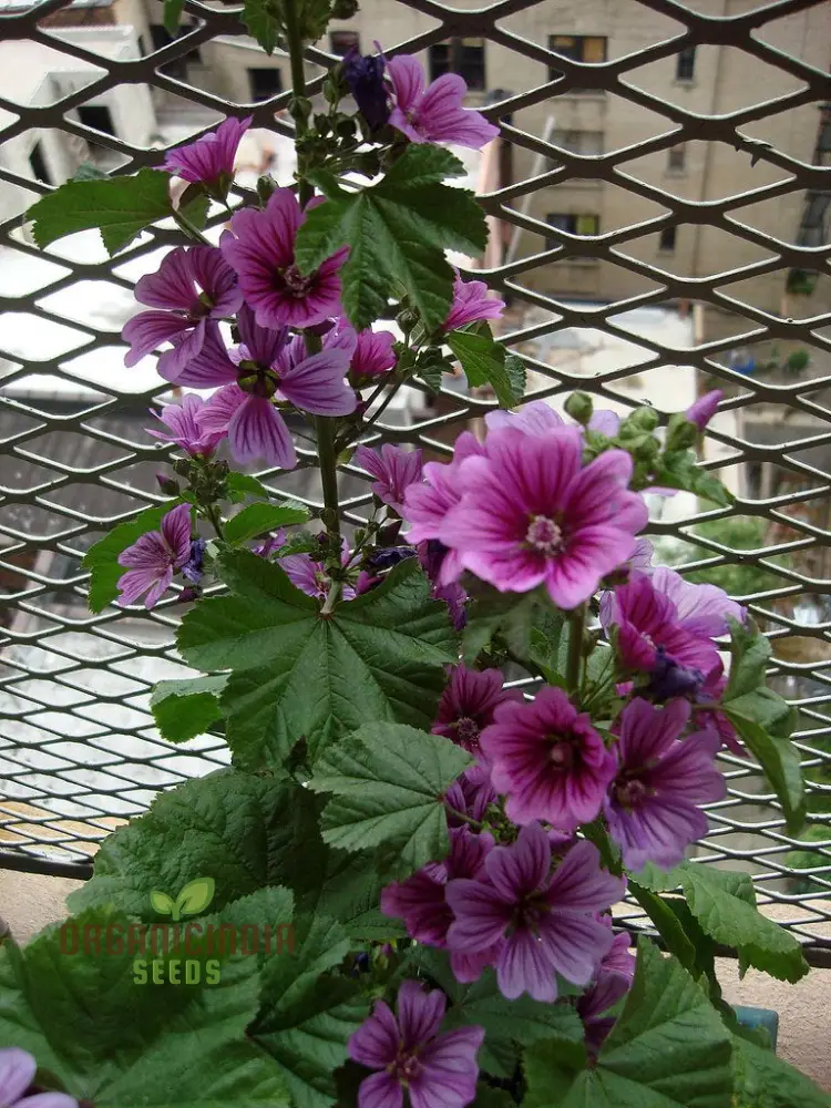 Malva Mystic Merlin Flower Seeds for Planting: Enhance Your Garden with Premium Quality Seeds for Successful Gardening