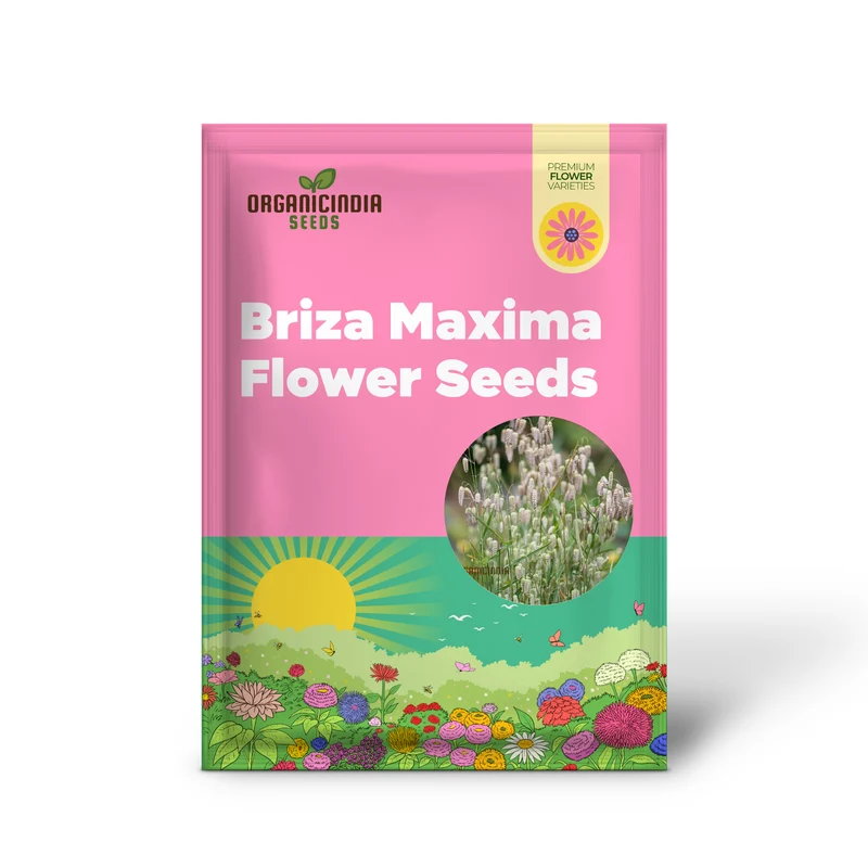 Briza Maxima Seeds – Quaking Grass Ornamental Variety for Garden Planting