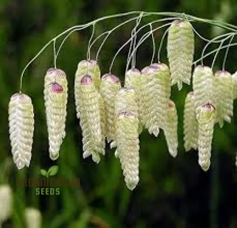 Briza Maxima Seeds – Quaking Grass Ornamental Variety for Garden Planting
