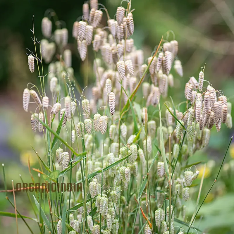 Briza Maxima Seeds – Quaking Grass Ornamental Variety for Garden Planting