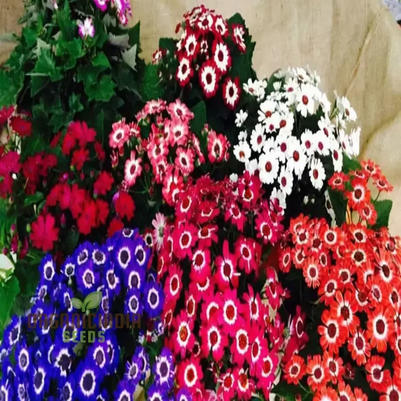 Cineraria Excelsior Seeds for Plantin, Enchanting Blooms