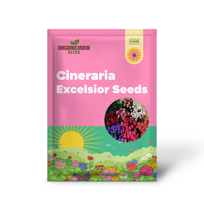 Cineraria Excelsior Seeds for Plantin, Enchanting Blooms