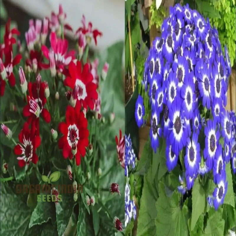 Cineraria Excelsior Seeds for Plantin, Enchanting Blooms