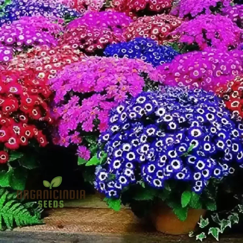 Cineraria Excelsior Seeds for Plantin, Enchanting Blooms