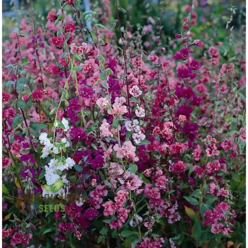 Clarkia Double Delight Flower Seeds For Planting: Exquisite Bi-Colored Blooms for Your Garden Oasis