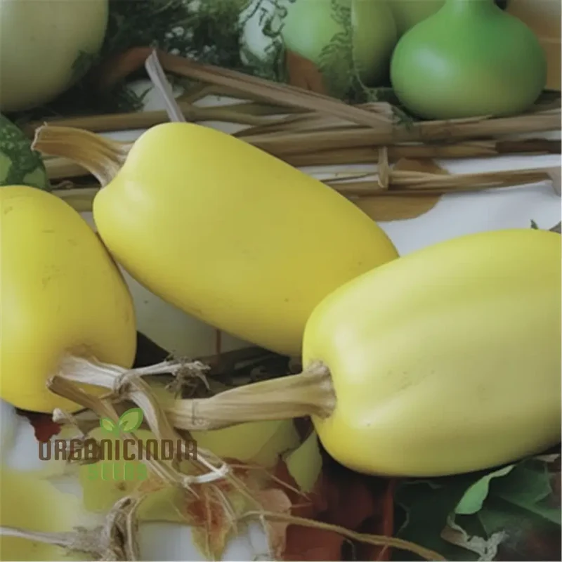 Spaghetti Vegetable Seeds, Cultivate Nutritious and Versatile Vegetables with Expert Planting and Gardening Techniques