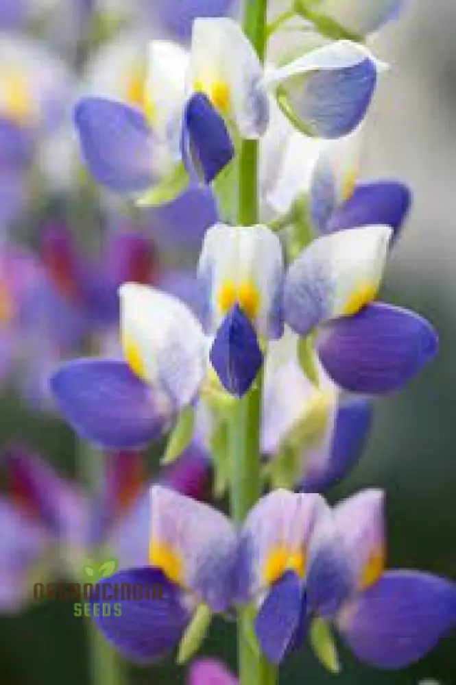 Lupin Sunrise Seeds: Enhance Your Garden with Vibrant Flowers - Premium Quality for Successful Gardening