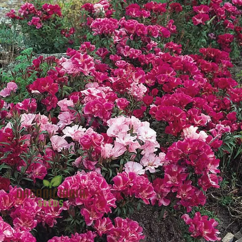 Godetia Dream Double Flower Seeds For Planting: Exquisite Gardening Splendor for Your Blossoming Oasis