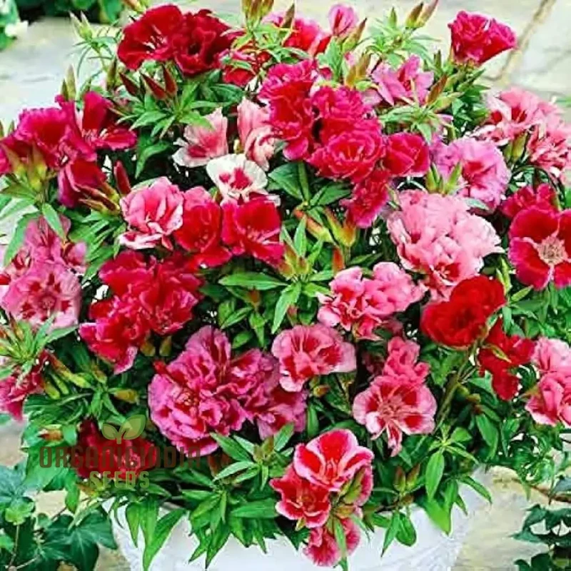 Godetia Dream Double Flower Seeds For Planting: Exquisite Gardening Splendor for Your Blossoming Oasis