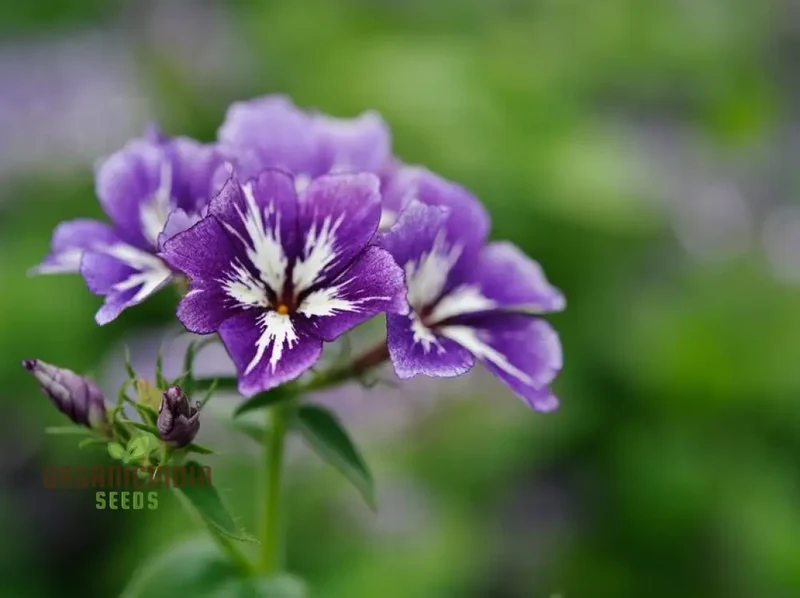 Phlox Sugar Stars Seeds - Grow Stunning and Sweet Sugar Stars Phlox in Your Garden