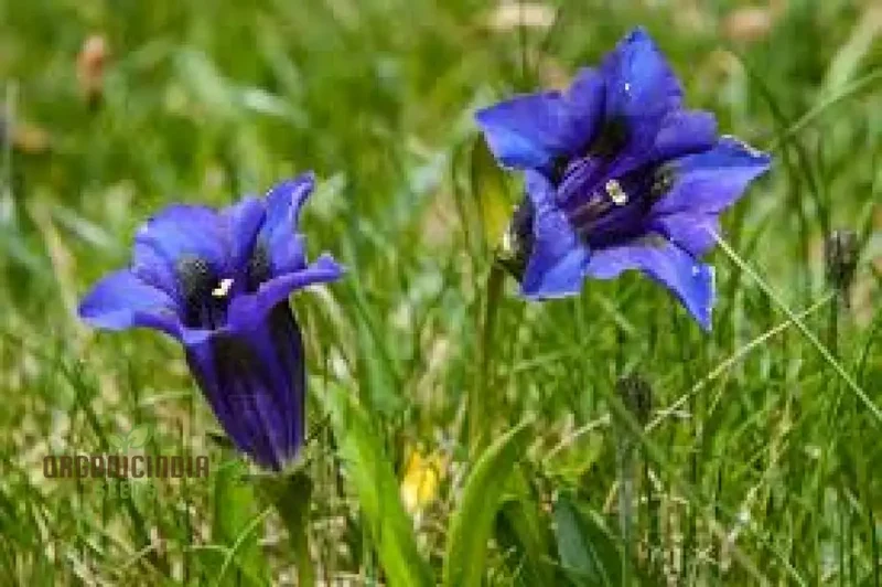 Gentiana Acaulis Flower Seeds For Planting: Rare Alpine Beauty for Your Garden - Explore Unique Varieties and Cultivation Tips!"