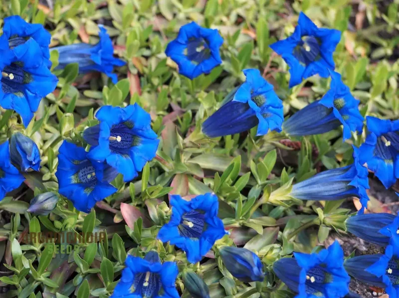 Gentiana Acaulis Flower Seeds For Planting: Rare Alpine Beauty for Your Garden - Explore Unique Varieties and Cultivation Tips!"