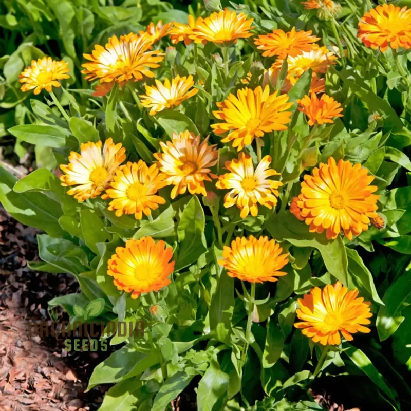 Calendula 'Oopsy Daisy' Seeds â€“ Elevate Your Gardening Experience with Cheerful Blooms and Endless Delight!
