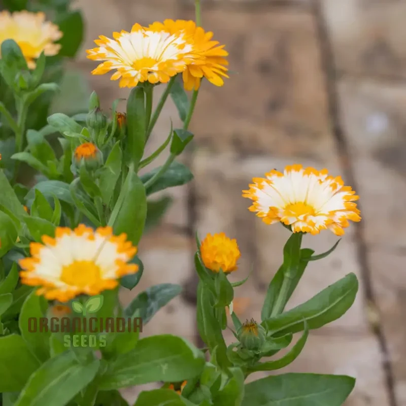Calendula 'Oopsy Daisy' Seeds â€“ Elevate Your Gardening Experience with Cheerful Blooms and Endless Delight!