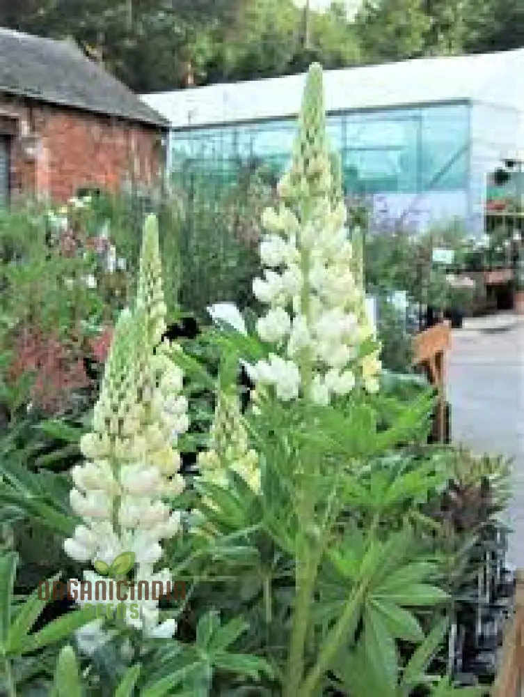 Lupin Russell Noble Maiden - White Seeds: Premium Garden Seeds for Stunning Floral Displays and Successful Gardening