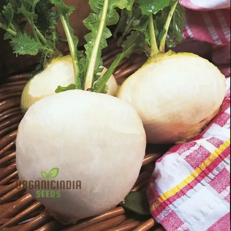 Turnip Snowball Vegetable Seeds, Cultivate Crisp and Nutritious Turnips with Expert Tips for Successful Growth