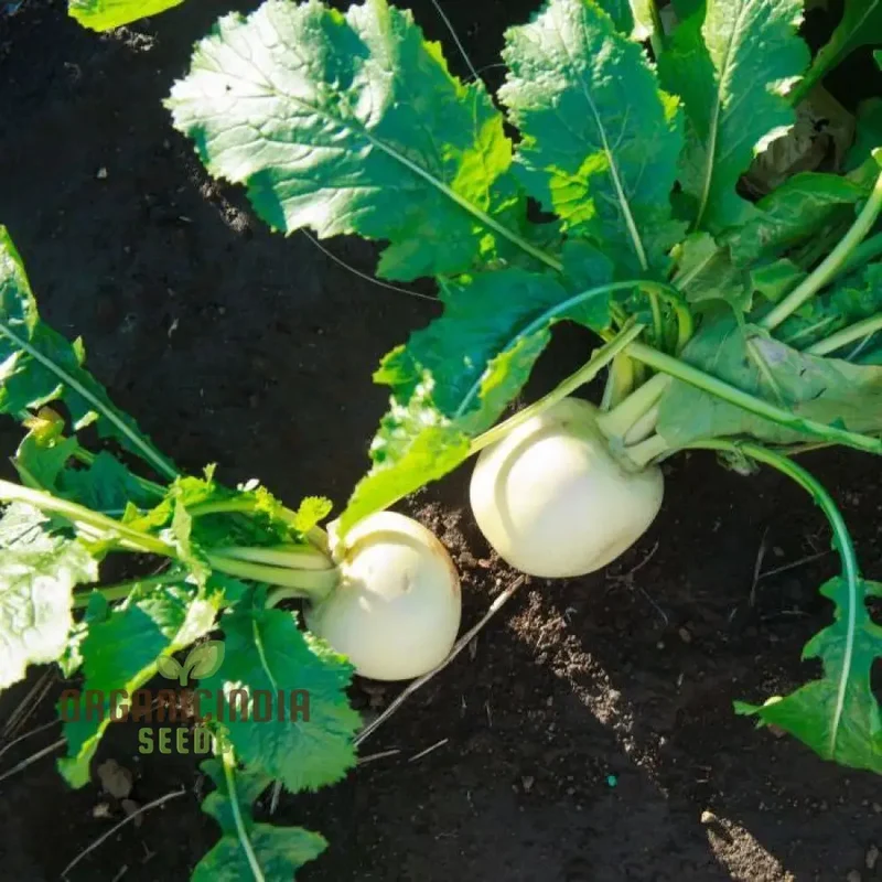 Turnip Snowball Vegetable Seeds, Cultivate Crisp and Nutritious Turnips with Expert Tips for Successful Growth