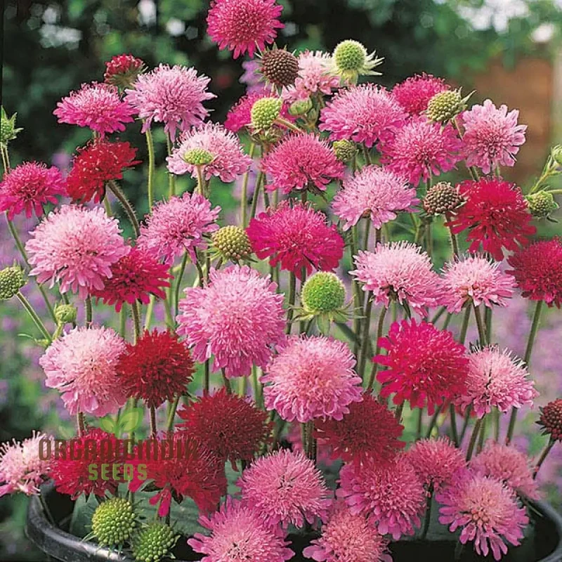 Knautia Melton Pastels Flower Seeds For Planting: Exquisite Garden Delights for Your Blooming Sanctuary
