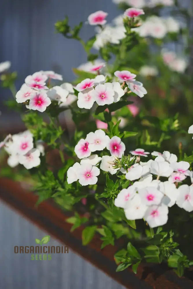Phlox Drummondii Blushing Bride Seeds - Cultivate Lovely Blushing Bride Phlox for Your Garden